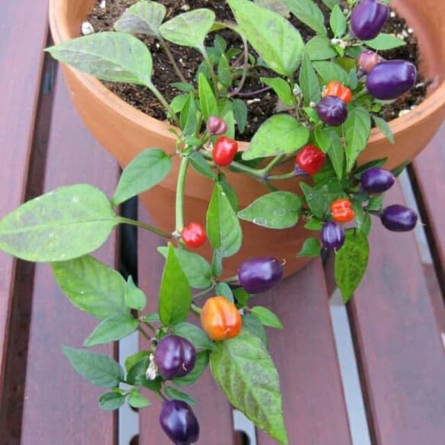 Benih - Biji - Bibit Cabe Hias Cabe Unik Warna Warni Cabai Filius Blue