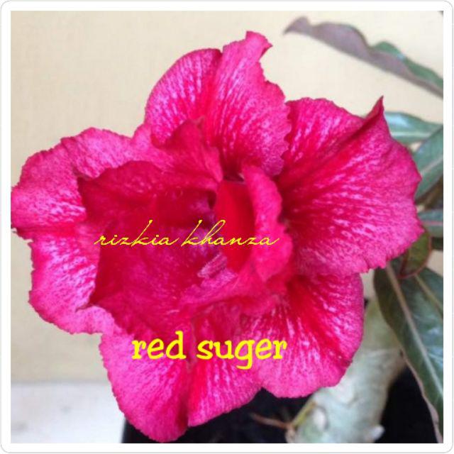 Bibit bunga kamboja/adenium treple terbaru-Red suger