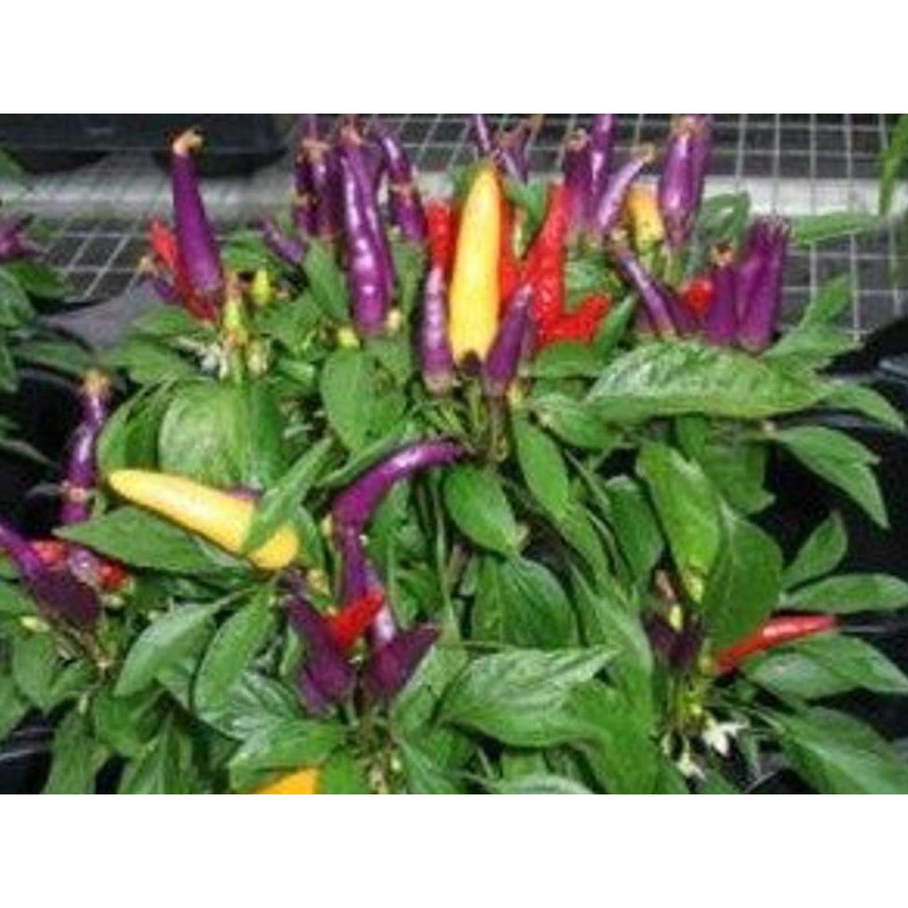 Biji Cabe Masquerade Hot Pepper - Benih Tanaman Pohon Cabe Masquerade - Cabe Masquerade - COD