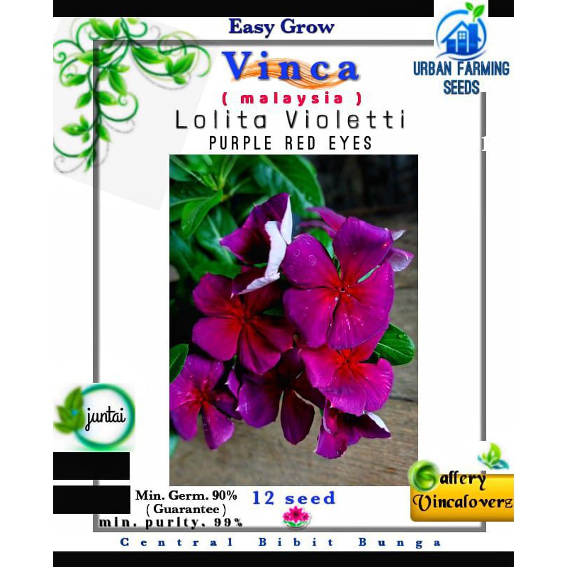 Benih Vinca Malaysia Lolita Violetti Purple Red Eyes