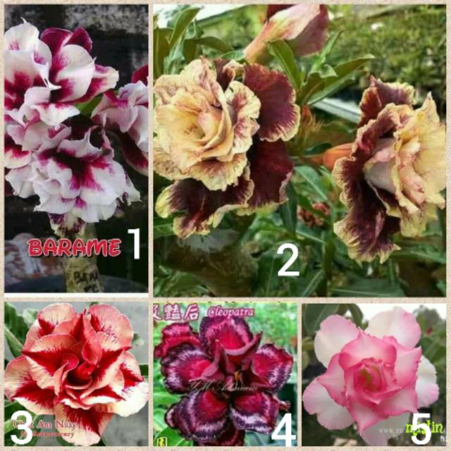 Paket bunga adenium tumpuk.