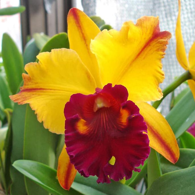 Cattleya Blc Tainan Gold