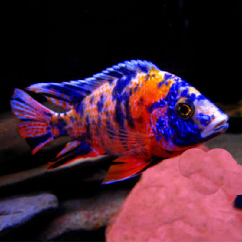 Metriaclima OB Mbuna - cichlid