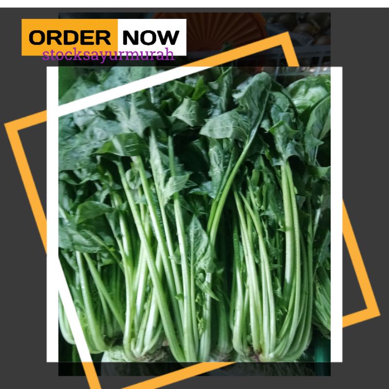 

HORENZO / BAYAM JEPANG / SAYUR POLING