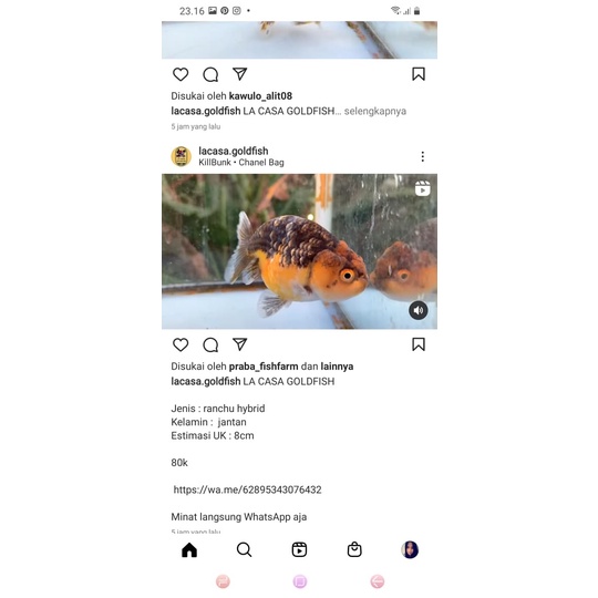 ranchu kirin 2 ekor + sterofoam