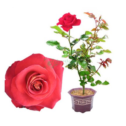 Tanaman Hidup Bunga Mawar Merah