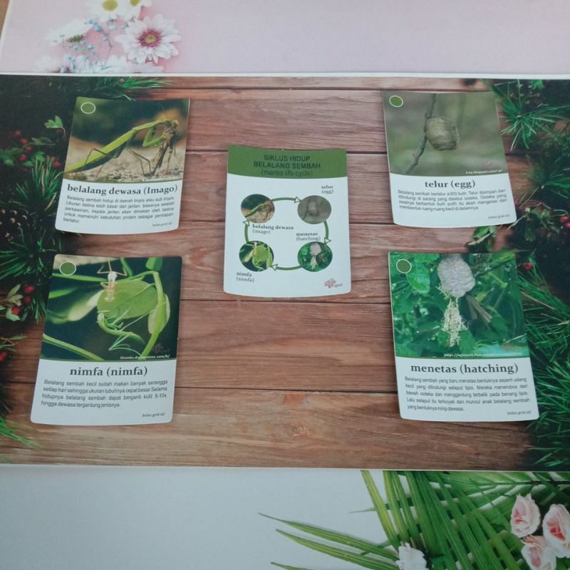 Kartu Siklus Hidup life cycle card Hewan Belalang Sembah