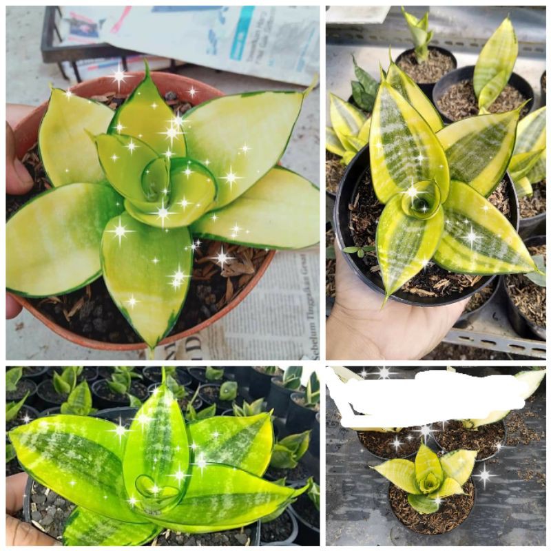 Sansevieria Hahnii philippine Sansivera Golden Phillipine Sanseviera Gold Philipin