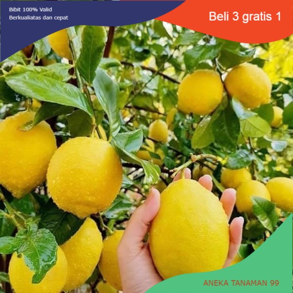 Bibit Tanaman Jeruk Lemon Import Amerika-Bibit Lemon Amerika