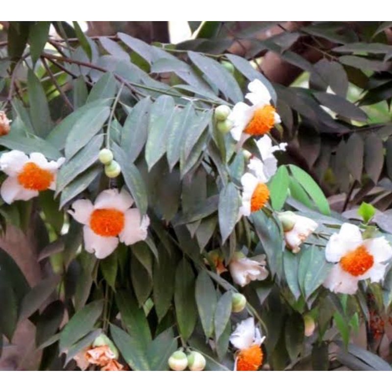 Bibit bunga nagasari