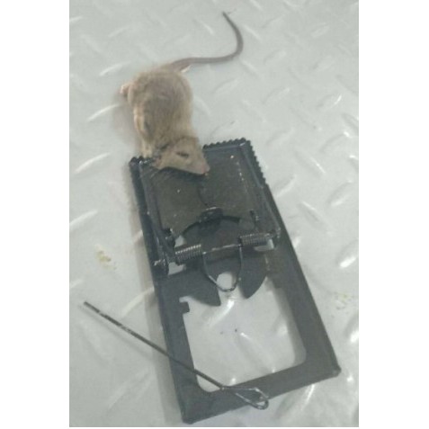 JEPRETAN TIKUS TEBAL | JEBAKAN TIKUS | PENJEPIT TIKUS