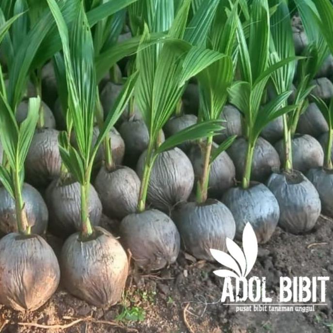 ♥ bibit kelapa hibrida super genjah unggulan ➫