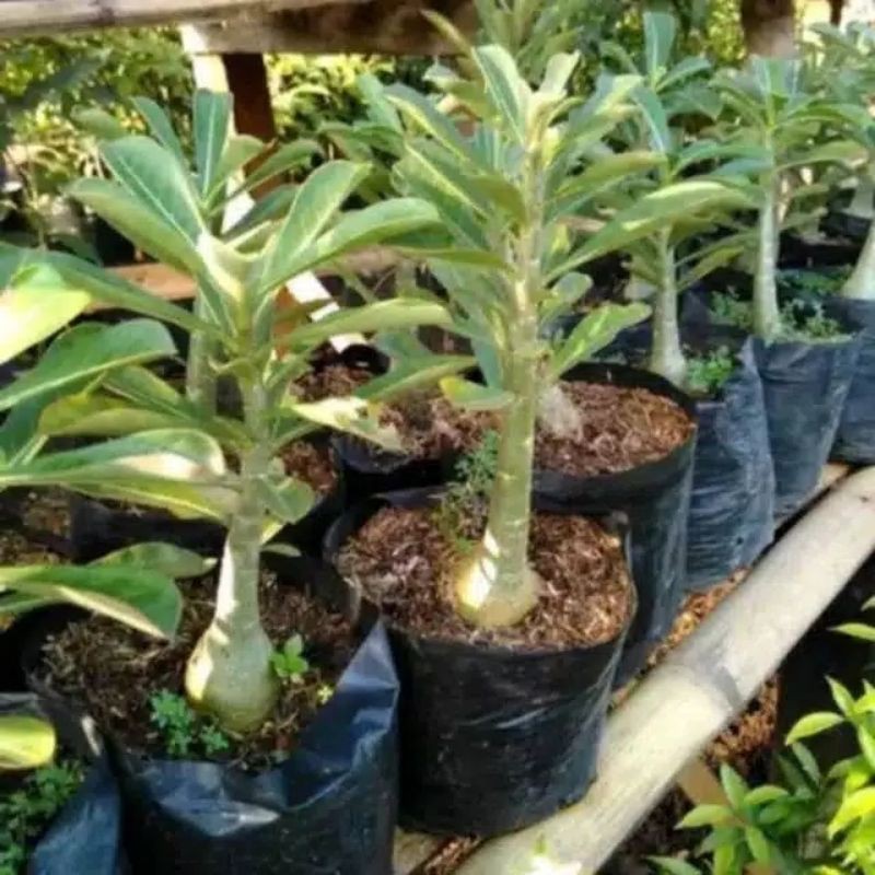 pohon adenium Siam yellow ( Kamboja Jepang) / adenium bunga tumpuk-1