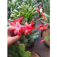 Wijaya kusuma kepiting (schlumbergera sp) - Bibit Tanaman Hias Wijaya Kusuma Kepiting murah 6 Varian / Wijaya kusuma