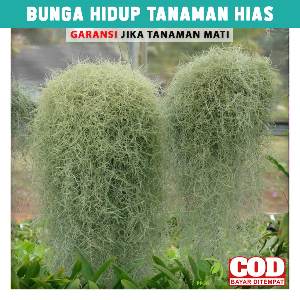 Bunga Hidup Tanaman Hias Gantung Jenggot Nabi Musa Hiasan Taman Spanish Moss Thilandsia