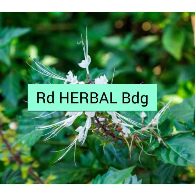 

Daun kumis kucing segar 500gram kemasan hemat