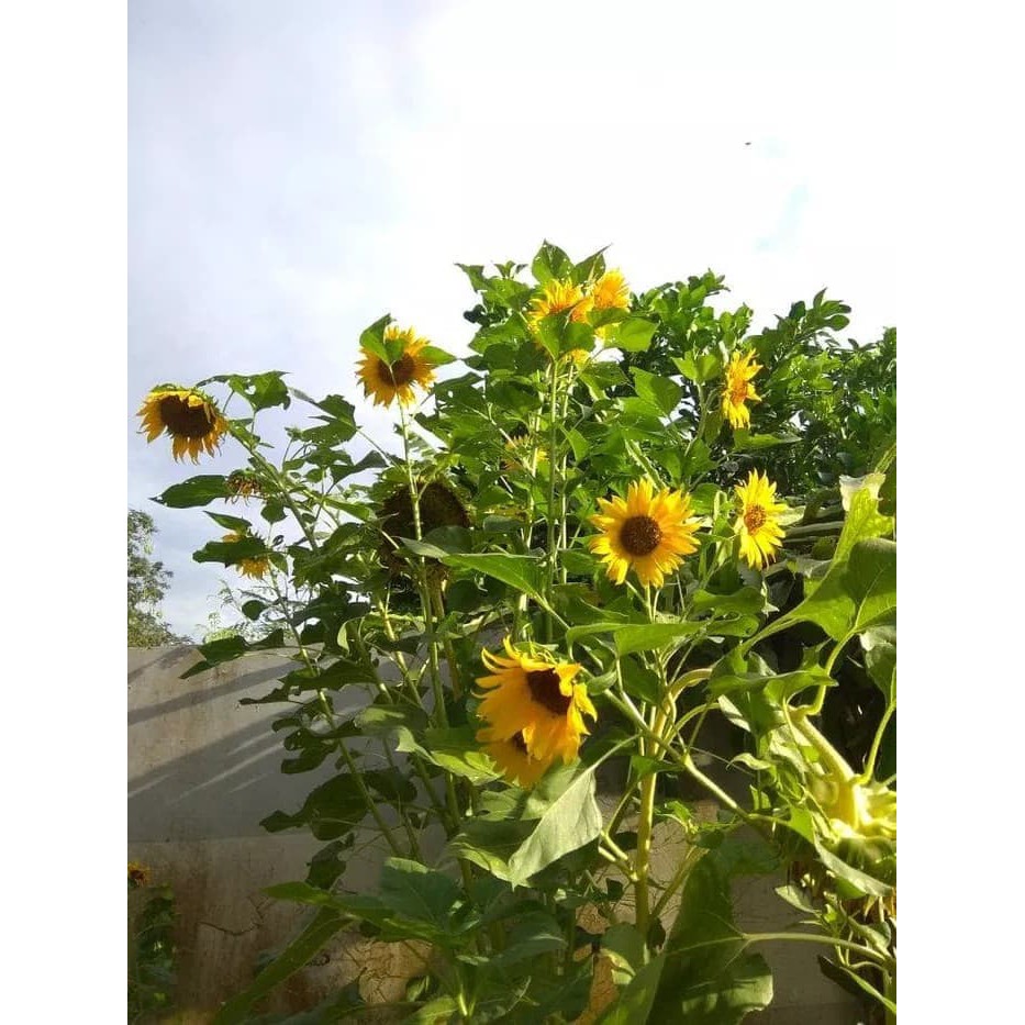50 Benih Bunga matahari Besar