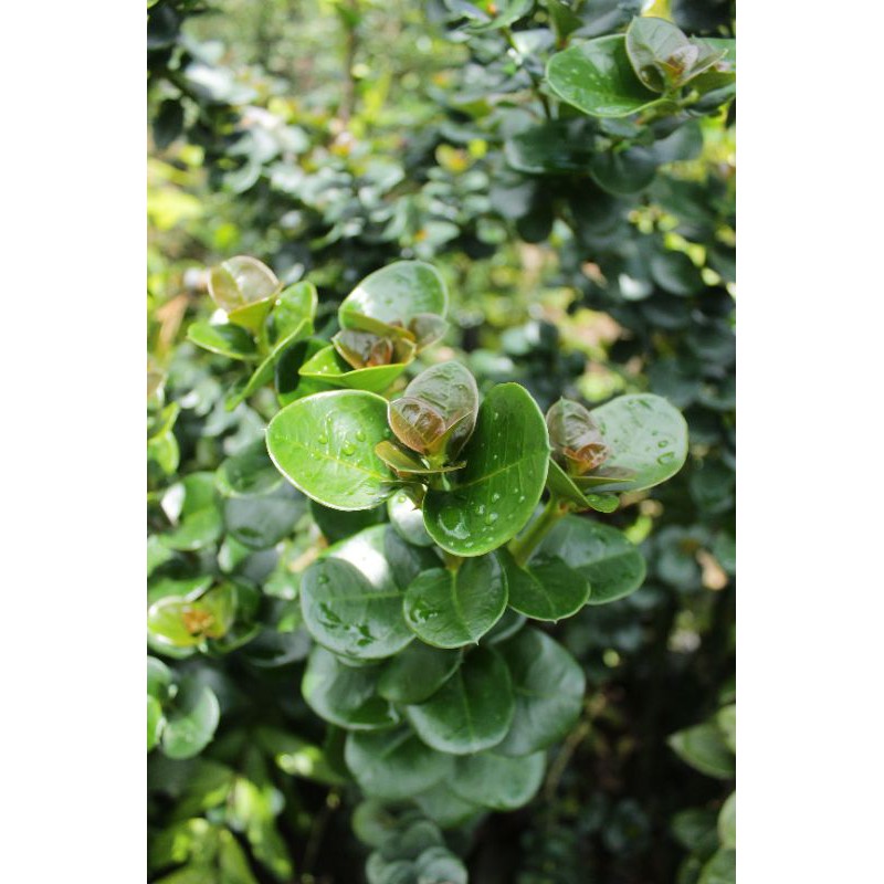 bahan/ bibit bonsai barito/ natal plum