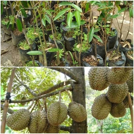 paket Hemat 3 bibit tanaman durian montong super unggul