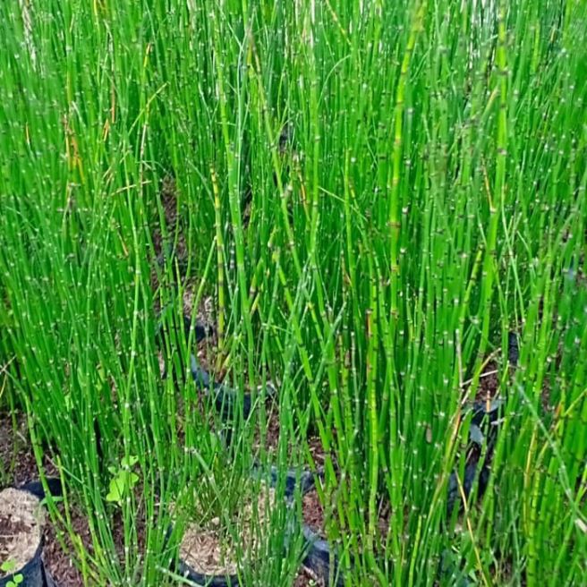 pohon bambu air-Tanaman bunga pot hias bambu air tinggi 50cm