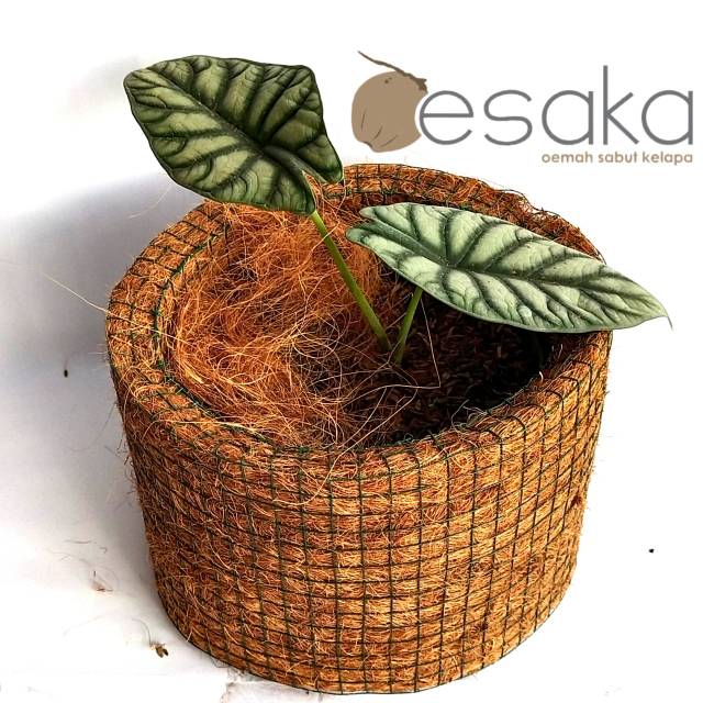 cover pot tanaman bunga hias sabut kelapa diameter 20 by oesaka handmade