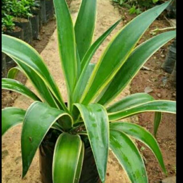 tanaman hias siklok - tanaman agave hijau - siklok - agave