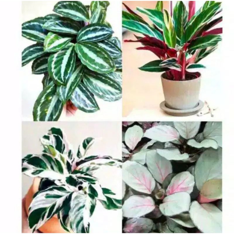 Jual Paket Hemat 4 Jenis Tanaman Chalatea Chalatea Silverblack tissue 