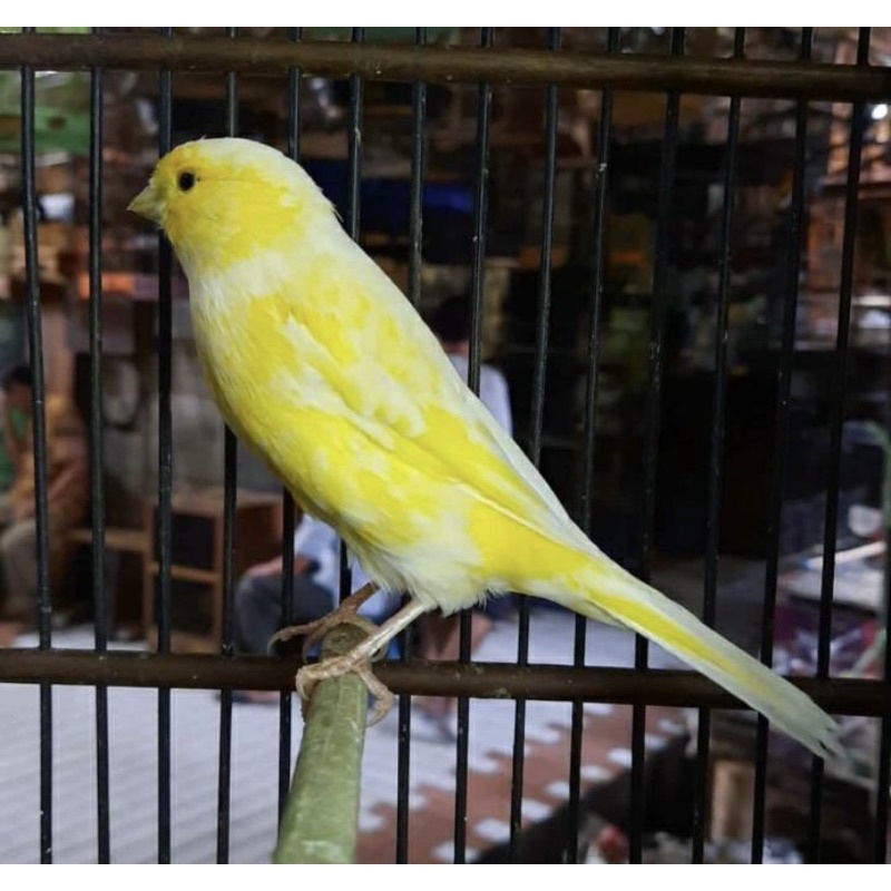 Jual kenari AF gacoran | Shopee Indonesia