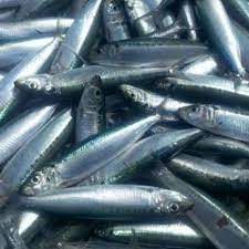 

Ikan Dencis Segar 500gr Medan