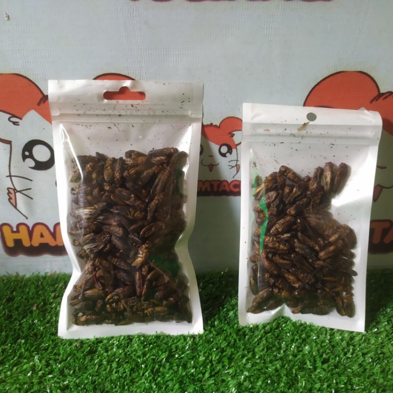 DRIED CRICKET/JANGKRIK KERING EXTRA PROTEIN FOOD HAMSTER/SUGARGLIDER/LANDAK/GERBIL/SMALPETS