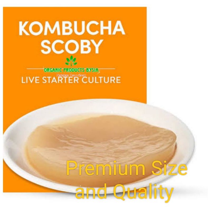 Scoby Kombucha / Jamur Dipo Large (Stok Terbatas)/Premium