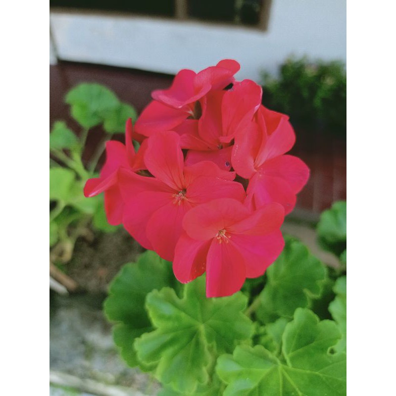 Tanaman hias geranium