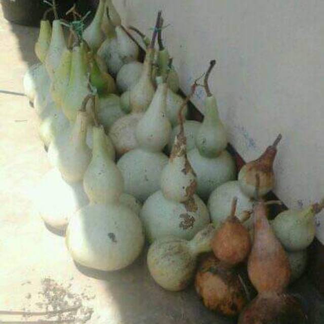 

Biji labu kendi dan labu botol