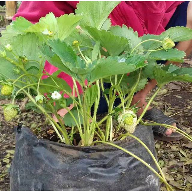 Bibit Buah Strawberry Siap Berbuah Unggul Super