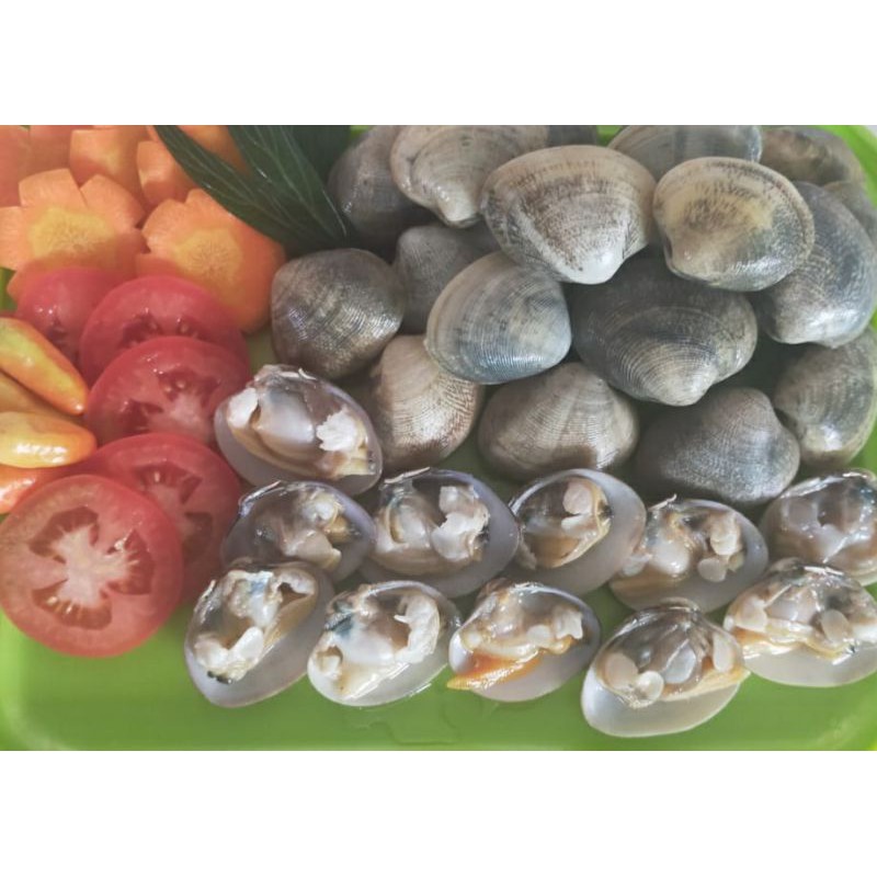 

Kerang cempreng live