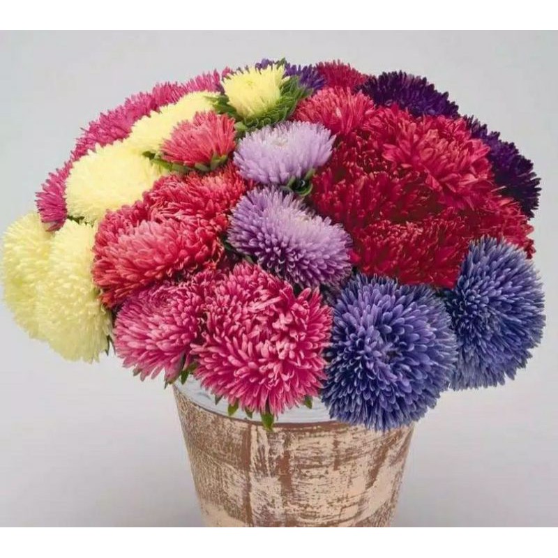 benih/biji Bunga Aster