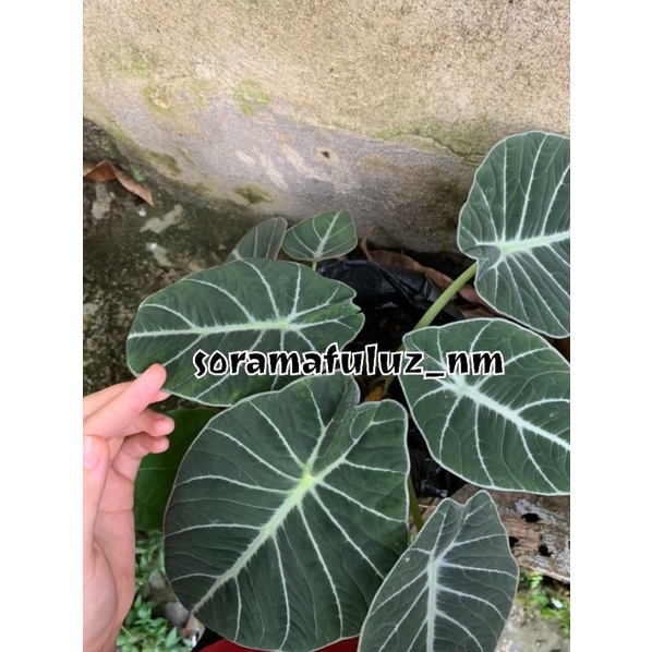 Tanaman Hias Alocasia Black Velvet Keladi Tengkorak Subur Sehat
