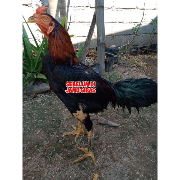OBAT HERBAL PUCAT KUNINGAN AYAM BANGKOK