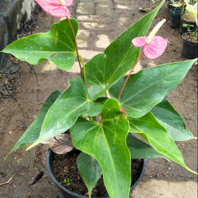 Anthurium Hijau Putih Peace Lily