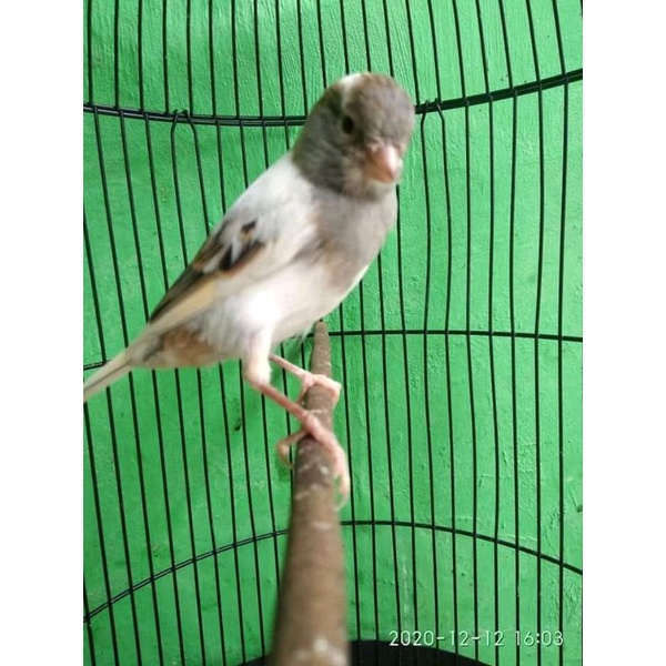 burung kenari panda jantan pilihan