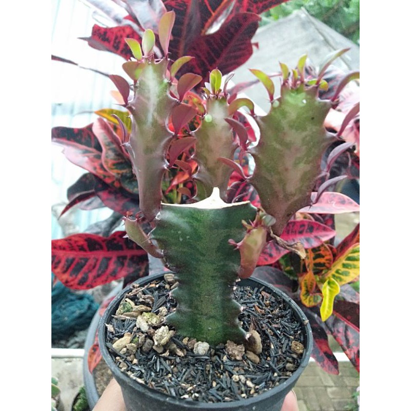 

trigona clauster