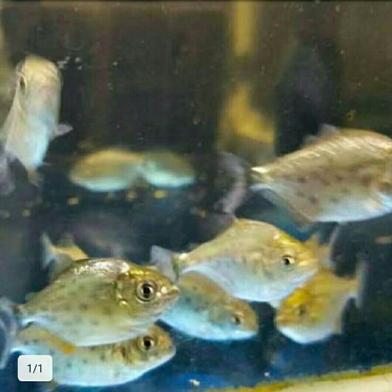 Ikan hias piranha