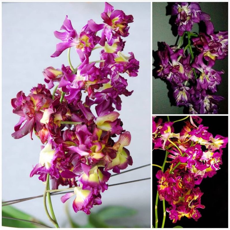 Anggrek Dendrobium Mawar Dewasa siap bunga