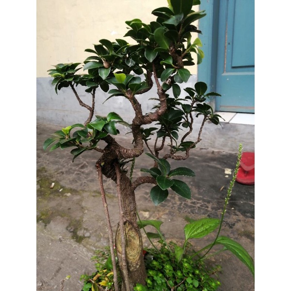 bonsai beringin kompakta ficus compacta