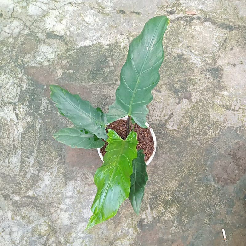 keladi keris papua