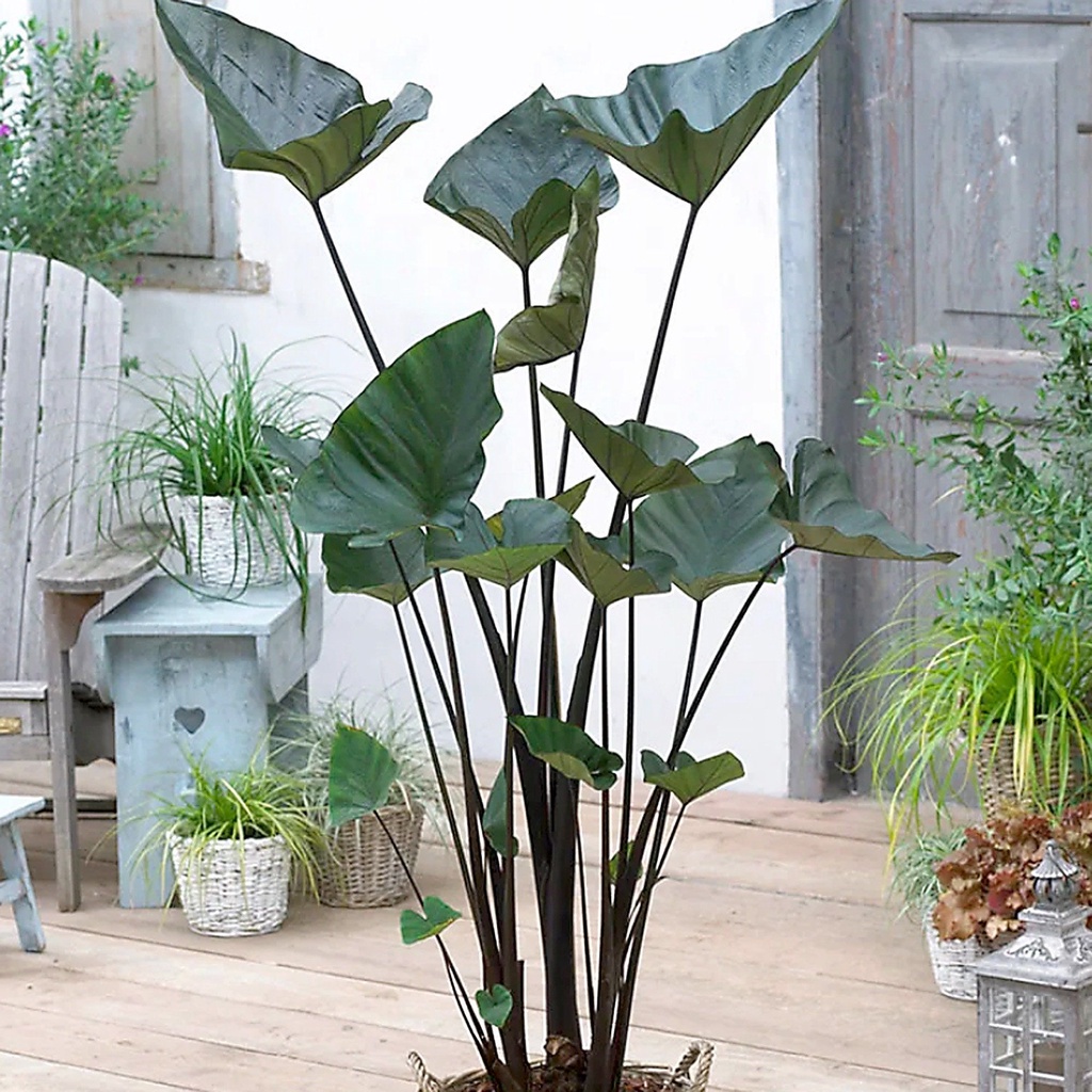 tanaman hias colocasia tea cup