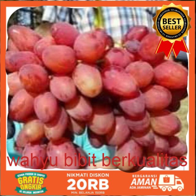 

Anggur import Bogema