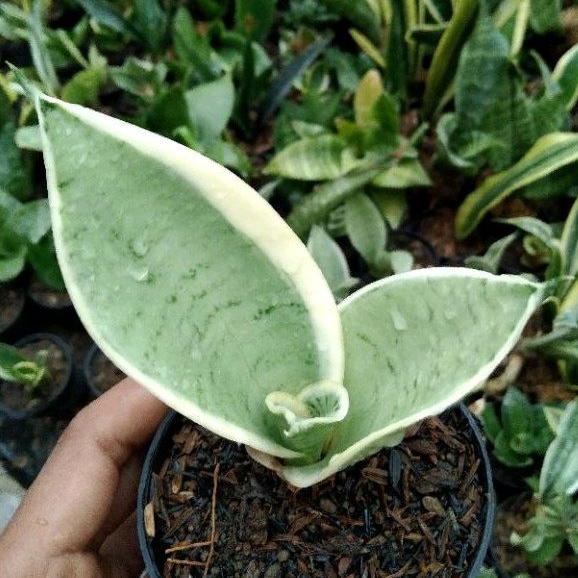 kaktus sukulen// sanseviera pearl young(hahni cream)
