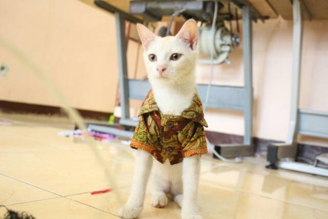 Kemeja batik kondangan untuk kucing / baju kucing murah meriah size S M L XL