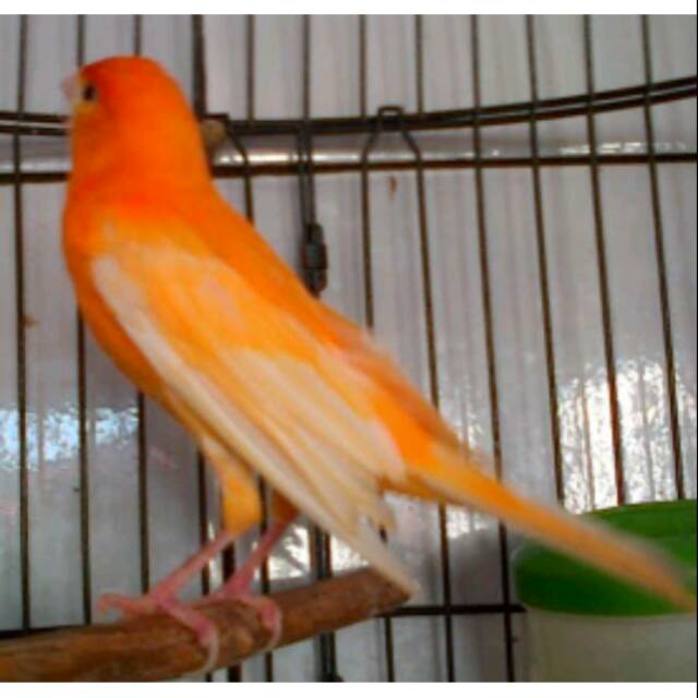 Kenari Red Romeo Worter Shopee Indonesia